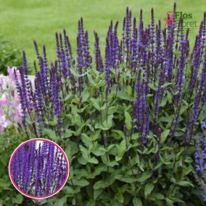 Birztalas salvija - Caradonna