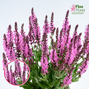 Izcilā salvija - Menkar Rose