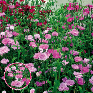 R83. Hibrīdā neļķe - Elly Mix