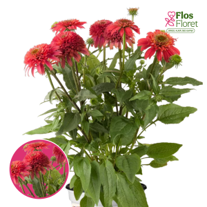 Purpura ehinācija - Sombrero® Double Cranberry