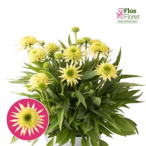 Purpura ehinācija - Sombrero® Double Lime