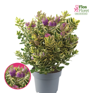 R85. Hēbe - Katrine