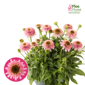 Purpura ehinācija - Sombrero® Double Pink