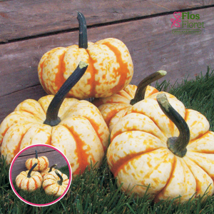 Ķirbis - Sweet Lightning. SĒKLAS _3s