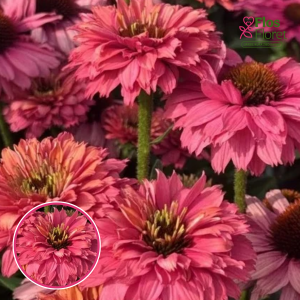 Purpura ehinācija - SunSeekers Pink Grapefruit