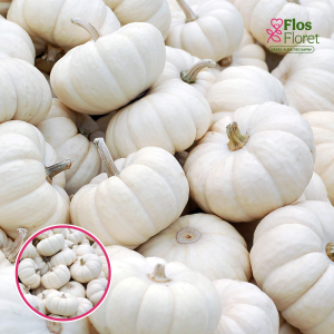 Ķirbis - White Pearl. SĒKLAS _3s