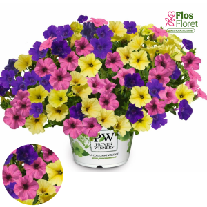 B71. Petūnija - TrioMio Mini Vista Joker