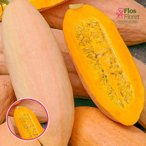 Ķirbis - Pink Banana Jumbo. SĒKLAS _3s