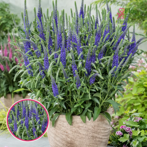 Vārpu veronika - Anniversary Blue