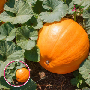 Ķirbis - Bambino. SĒKLAS _3s