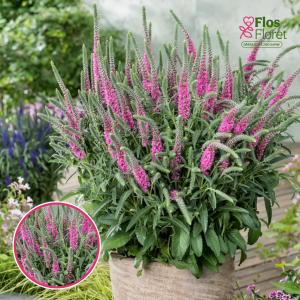 Vārpu veronika - Anniversary Rose