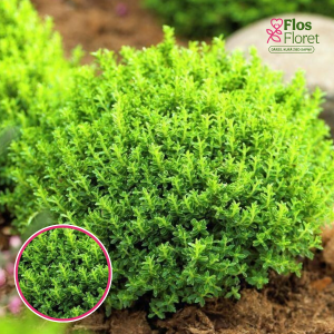 R90. Hēbe - Green Feeling Green Globe