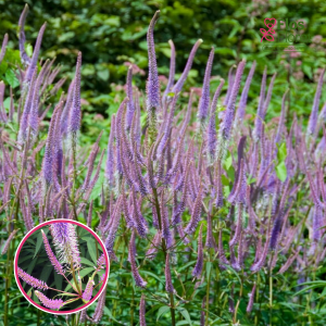 Virdžīnijas veronika - Fascination