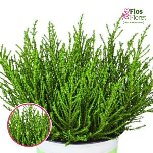 R91. Hēbe - Green Feeling James Stirling