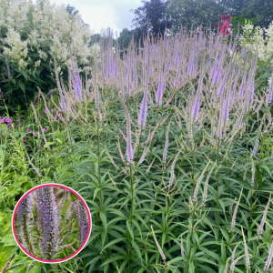 Virdžīnijas veronika - Lavendelturm