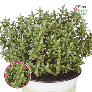 R92. Hēbe - Green Feeling Sutherlandii