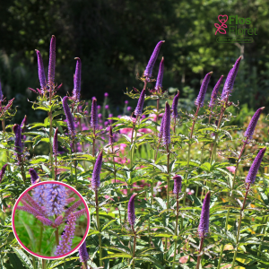 Virdžīnijas veronika - Red Arrows