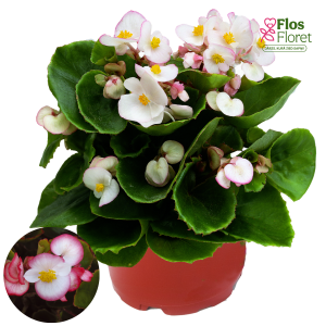 B76. Leduspuķe/Begonija - Ambassador Bicolor