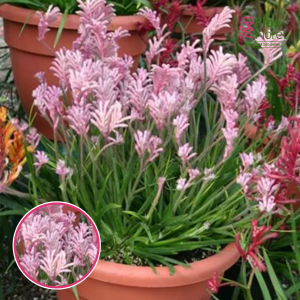 R93. Ķengurķepa - Skippy Pink