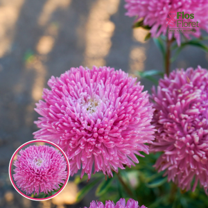 Ķīnas astere - Syringa Dark Dusky Pink . SĒKLAS _25s