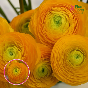 Z22. Āzijas gundegas - ELEGANCE® 'Giallo'