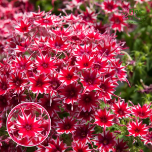 Z4. Drumonda floksis - Popstars Red Imp.