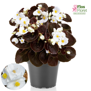 B82. Leduspuķe/Begonija - Senator Iq White