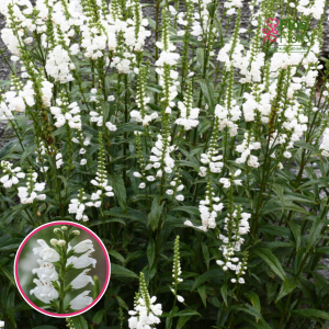 Virdžīnijas fizostēgija - Crystal Peak White