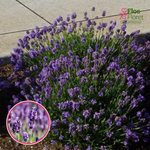 Šaurlapu lavanda - Dwarf Blue