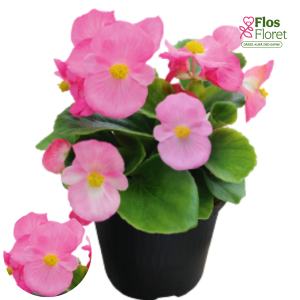 B85. Leduspuķe/Begonija - Super Cool Pink