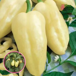 PAPRIKA - AMY . SĒKLAS _10s