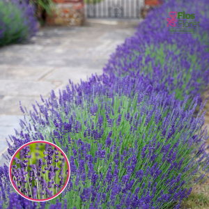 Šaurlapu lavanda - Hidcote