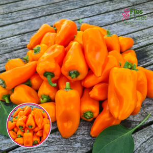 PAPRIKA - HAMIK. SĒKLAS _10s