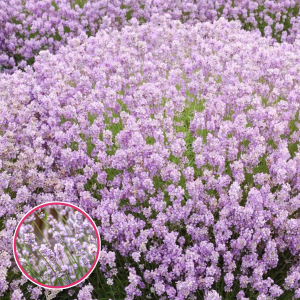 Šaurlapu lavanda - Rosea