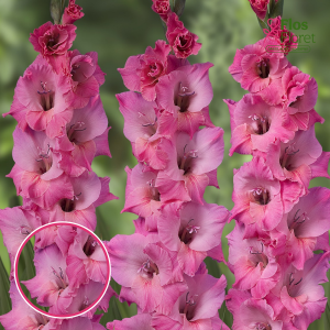 S4. Gladiolas - Bartok