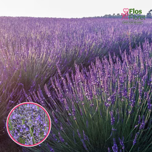 Lavandīns - Phenomenal (Niko)