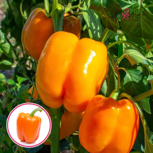 PAPRIKA - ORENY F1. SĒKLAS _10s