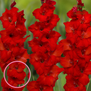 S7. Gladiolas - Costello