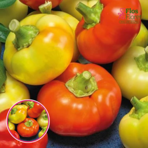 Asie PIPARI - ILIKA. SĒKLAS _10s