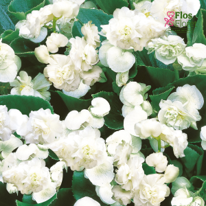 B91. Leduspuķe/Begonija - Florenzo White