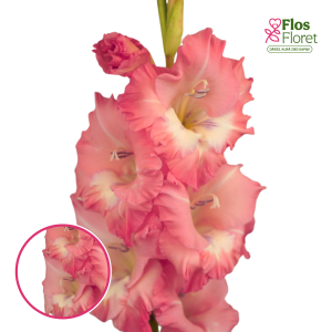 S8. Gladiolas - Fontana