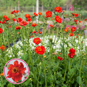 Čīles bitene - Mrs. Bradshaw (Feuerball)