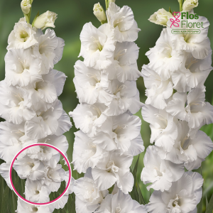 S9. Gladiolas - Mount Everest