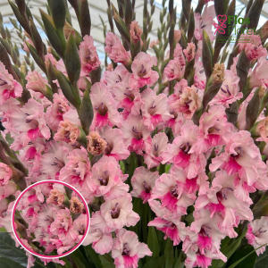 S10. Gladiolas - Pink Lace