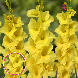 S11. Gladiolas - Yellowa