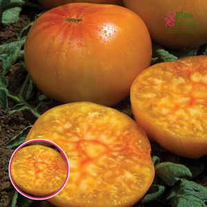 Tomāti - Ananas. SĒKLAS _10s