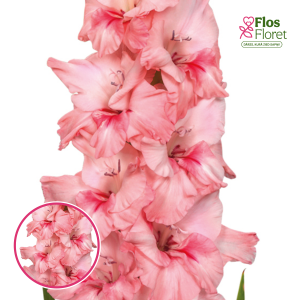 S12. Gladiolas - Adrenalin