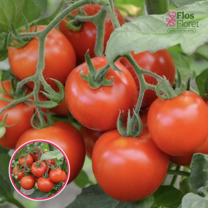 Tomāti - BETALUX. SĒKLAS _10s