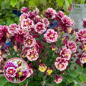 Parastā ozolīte - Winky Double Red & White