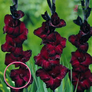 S13. Gladiolas - Back Star
